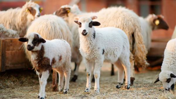 Κτηνοτροφικοί σύλλογοι ΑΜΘ: ακόμα μια επιστολή προς τον υπουργό Αγροτικής Ανάπτυξης – ζητούν αποζημιώσεις